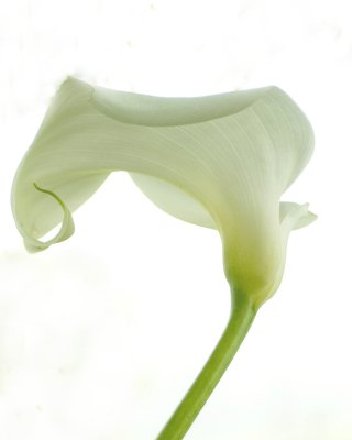 Calla Lily