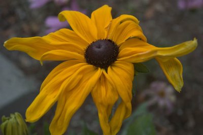 Black Eyed Susan