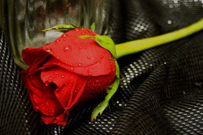 A Red Rose Just For You