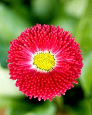 Bursting Into Spring