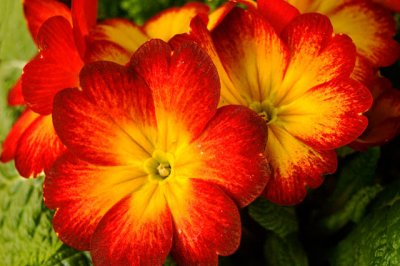 Bright Colors