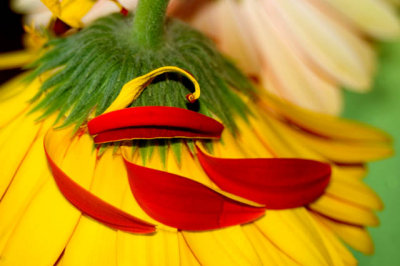 Red Petals