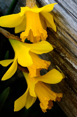 Spring Favorite