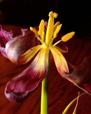 Petals Away