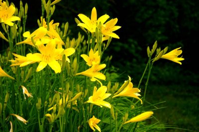 Field Of Lilies