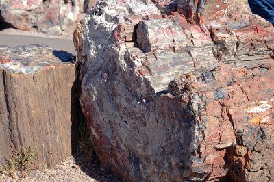 Petrified Forest