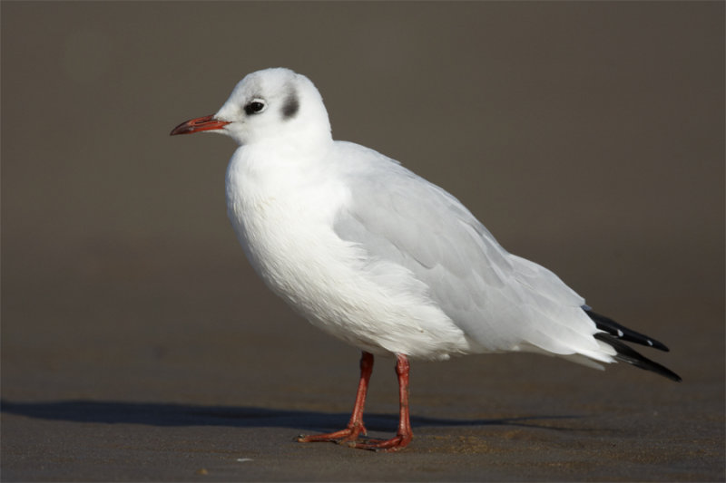2BHGull150912.jpg