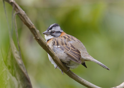 Rufous-collared-Sparrow.jpg