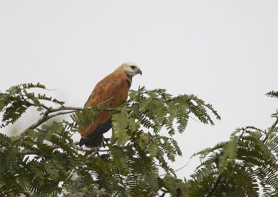 Black-collared-Hawk.jpg