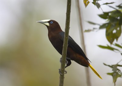 Chestnut-headed-Oropendola.jpg