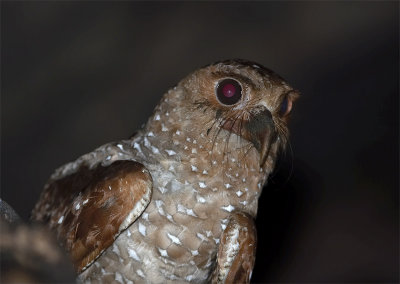 Oilbird2.jpg