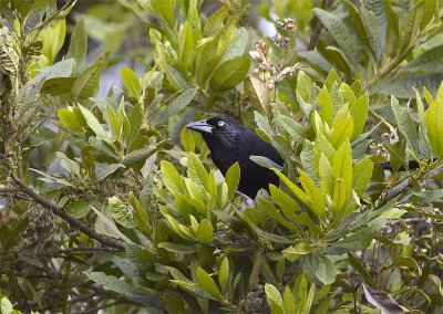 Red-bellied-Grackle2.jpg