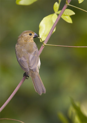 Ruddy-breasted-Seedeater2.jpg