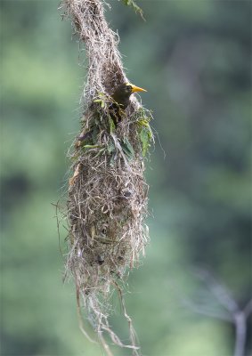 Russet-backed-Oropendola3.jpg