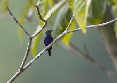 Violet-bellied-Hummingbird.jpg