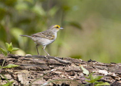 Yellow-browed-Sparrow-2.jpg