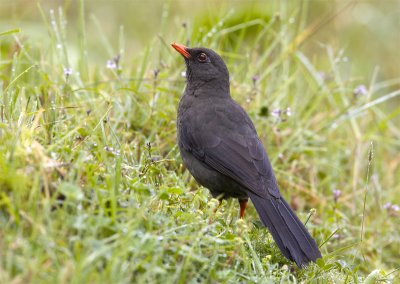 Great-Thrush.jpg