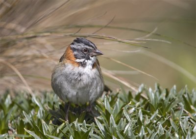 Rufous-collared Sparrow / Gorrin Cuellirufo