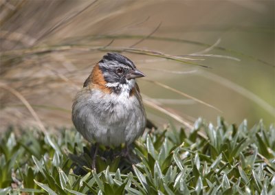 Rufous-collared-Sparrow.jpg