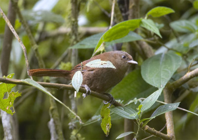 Sharpe's Wren Cinnycerthia olivascens