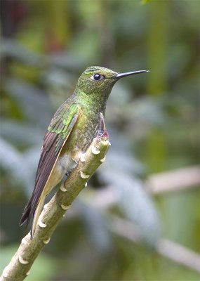 Buff-tailed Coronet