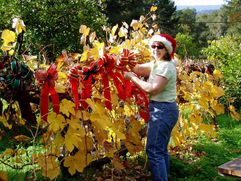Cathy hanging bows