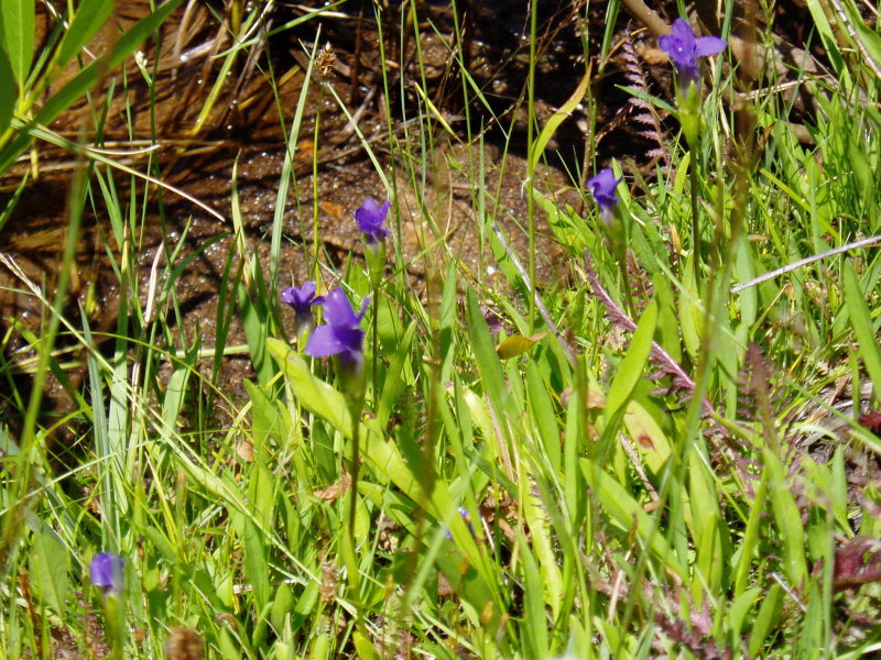 mountain larkspur
