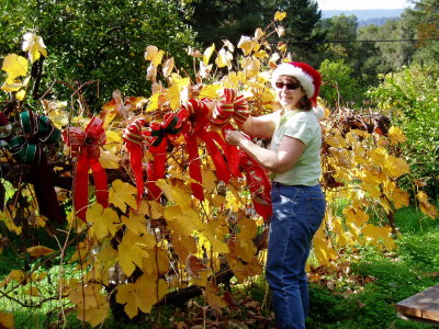 Cathy hanging bows