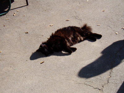 Donovan kitty