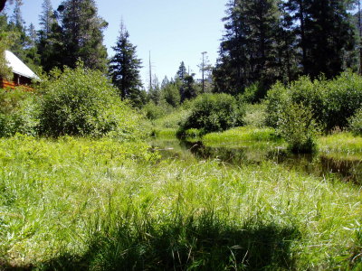 The lush pond at Glenn Alpine Springs