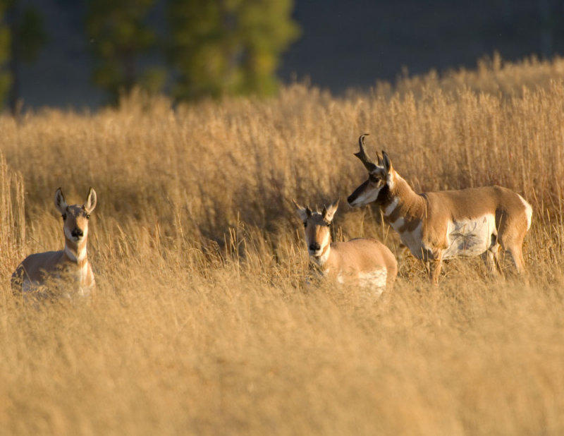 Pronghorn Antelope, Lamar Valley