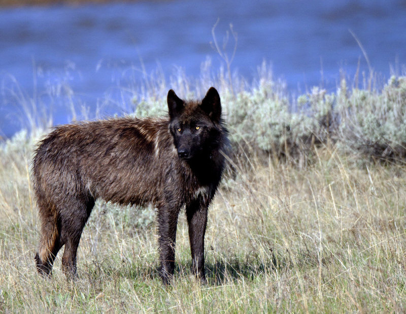 Gray Wolf