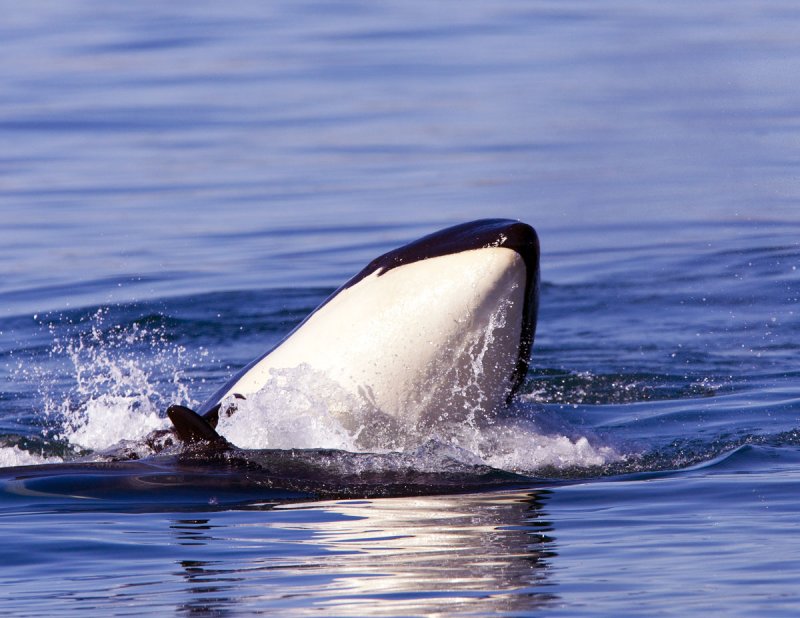 Mother Orca and Her One Month Old Calf