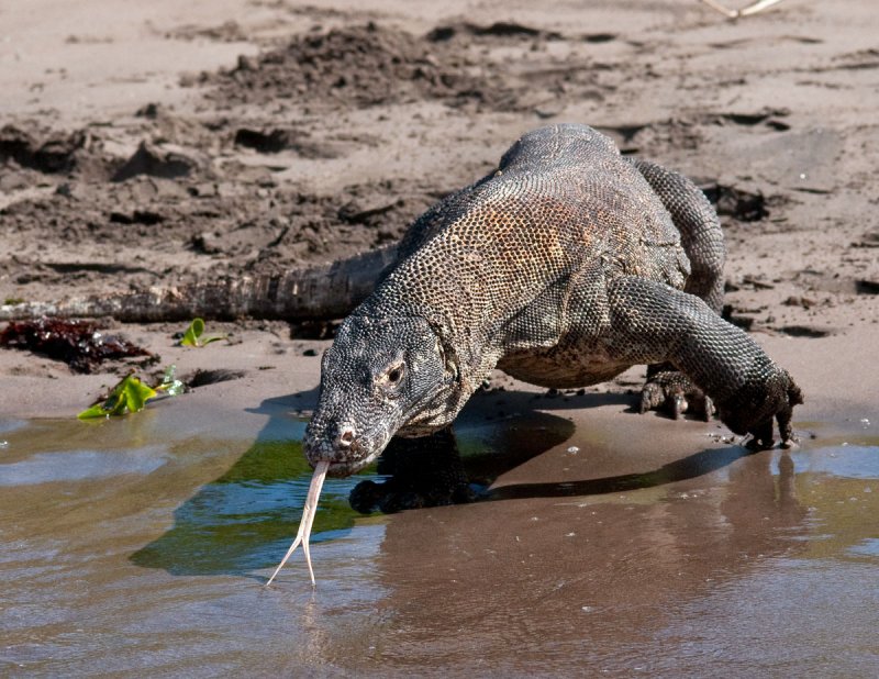 Komodo Dragon