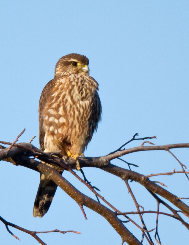 Merlin