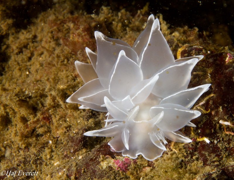 White Lined Dirona Nudibranch