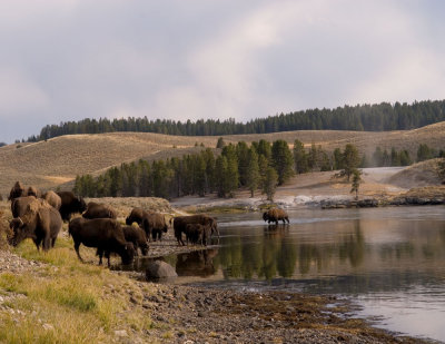 Bison in the Yellowstone River, Hayden Valley