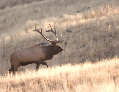 Seven Point Bull Elk, in the rut