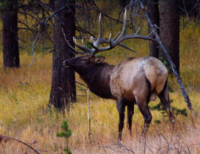 Bull Elk, Canyon area