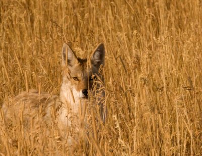 Eye of the Wild