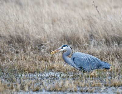 Great Blue Heron, with a snack
