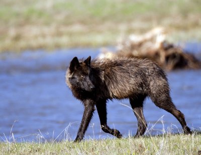 Yellowstone 5/09