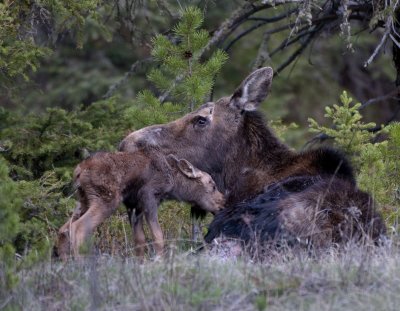 Wounded cow moose and calf