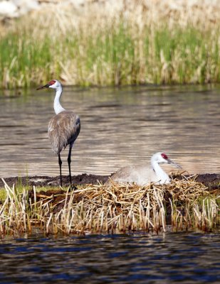 Nesting Sandhill Cranes