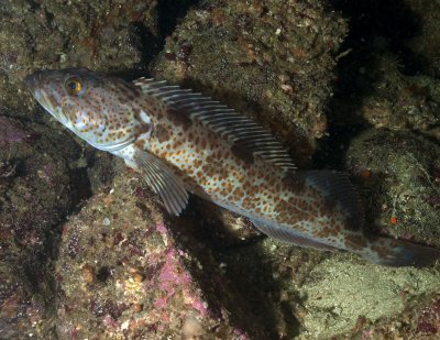 Lingcod