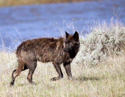 Wolf, Lamar River, Yellowstone NP