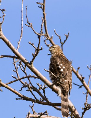 Coopers Hawk (Juvenile)