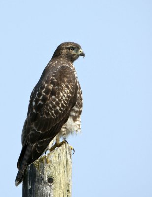 Red Tailed Hawk