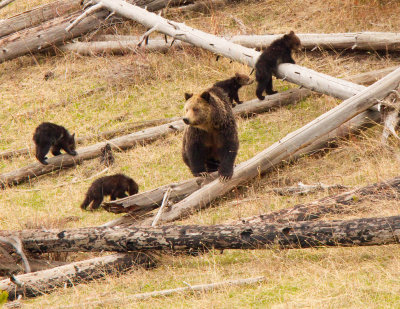 Grizzly Sow and 4 cubs