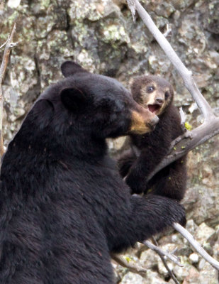 Black Bear Mother and Cub of the Year